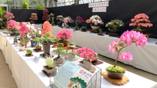 百合が原公園】可憐な花と美しい樹形を楽しむ盆栽展「さつき花季展」6