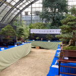 百合が原公園「さつき盆栽秋季展」