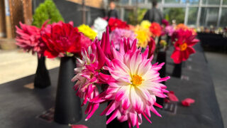 百合が原公園】華やかに咲き誇る秋の花「ダリア展～色とりどりの