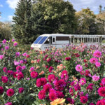 ダリア園を通過するリリートレイン