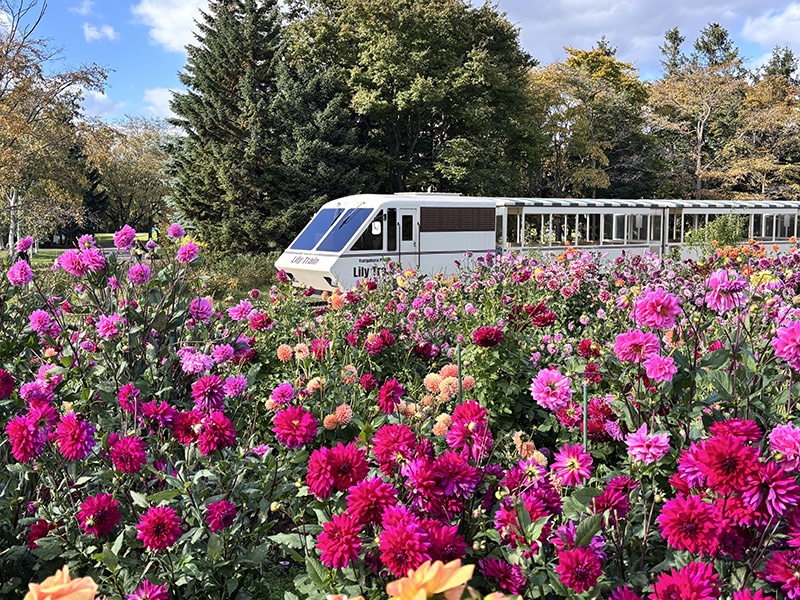 ダリア園を通過するリリートレイン