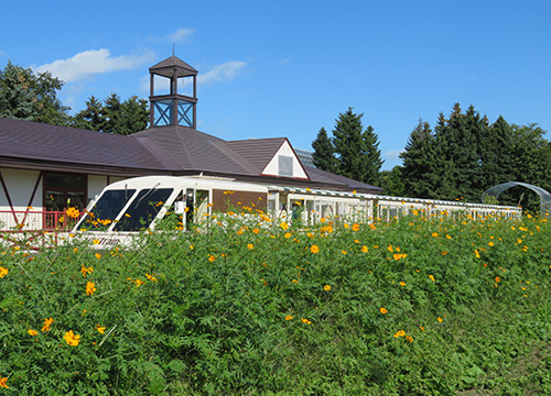 リリートレインの駅舎前に咲くキバナコスモス