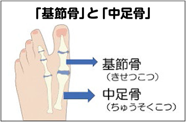 「基節骨」と「中足骨」