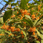 キンモクセイの花