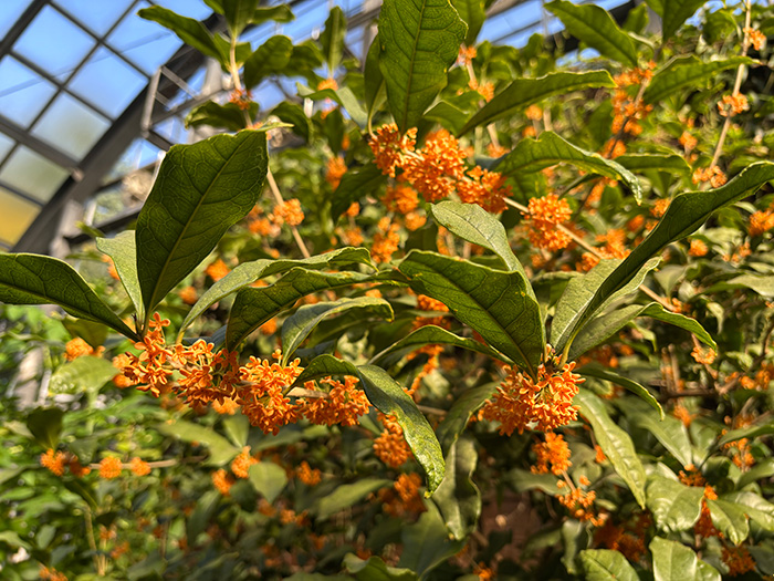 キンモクセイの花